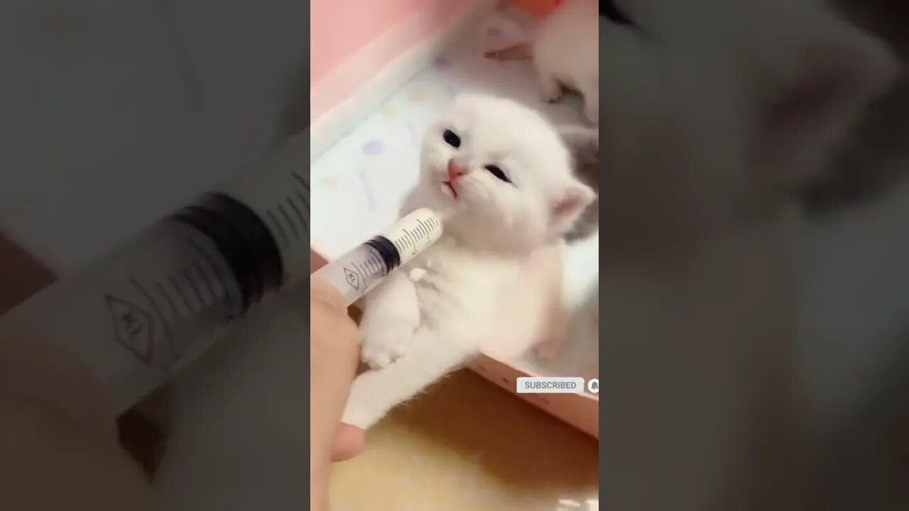 funny cat videos | cute cat videos| cute animals funny cats #shorts #shortsfunny #cutecat #funnycat