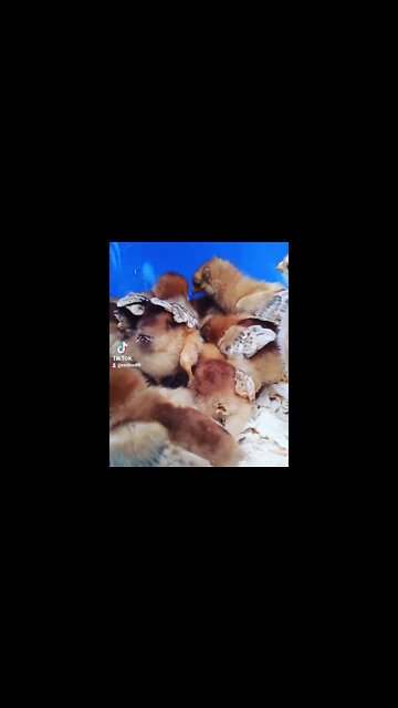 Cute little baby CHICKENS! - Homestead Tessie Owns them