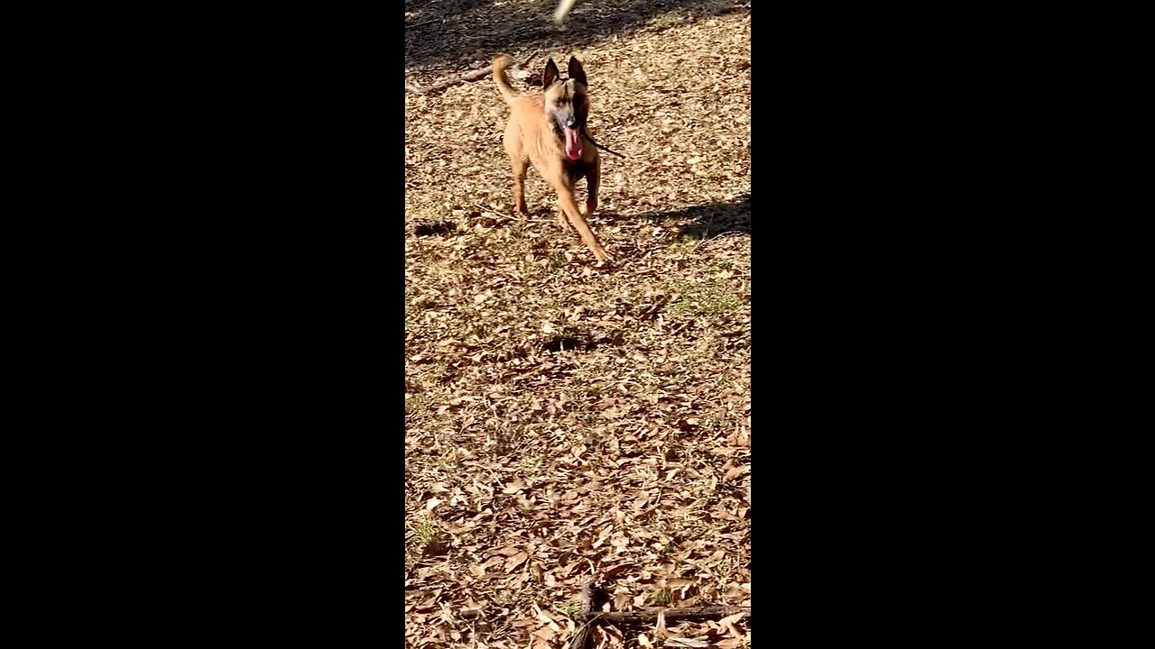 Belgian Malinois and Standard poodle track their owner. No contest.🐕🐩