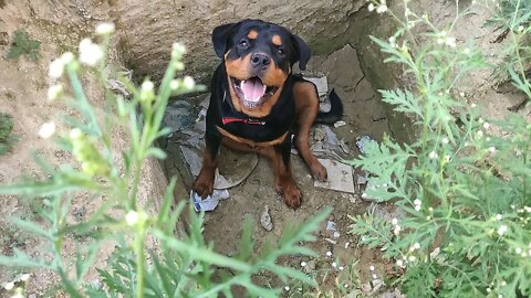 My Rottweiler fell into the pit, He had fun || Mr.Bolt