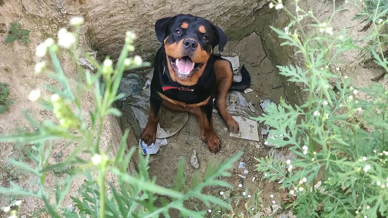 My Rottweiler fell into the pit, He had fun || Mr.Bolt