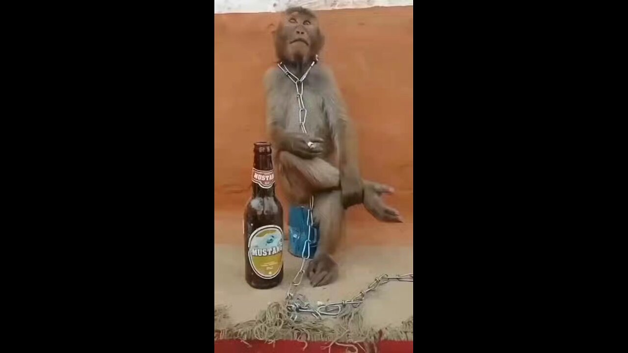 Love failure monkey 🐒🐒 watch till end 🤣🤣