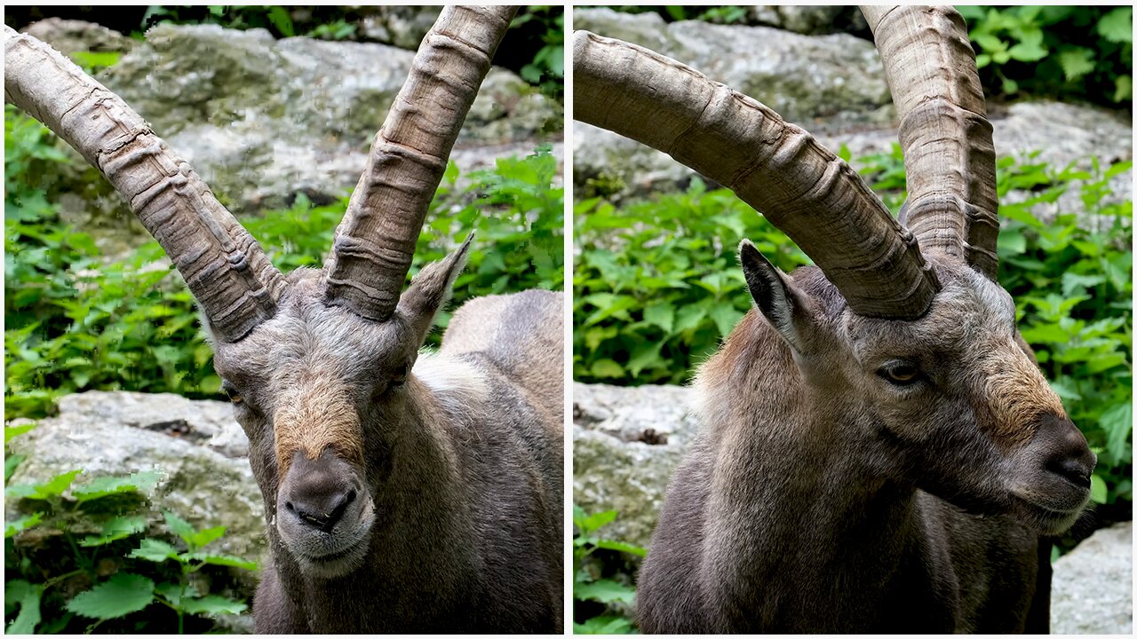 Majestic ibex Footage Closeup in 8K