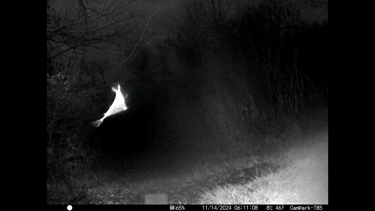 Windy Rainy Night On Deer Cam 11-14-2024