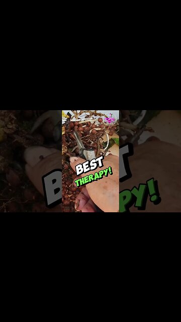 💆🏼‍♀️ Therapeutic 👌🏼 Cleaning Orchid Roots #ninjaorchids #orchidcare #repotting #shorts