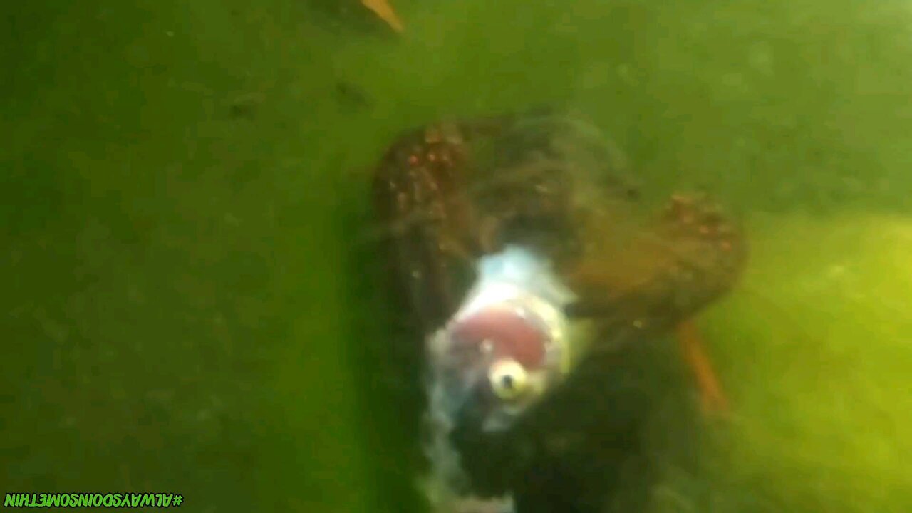 Feeding frenzy