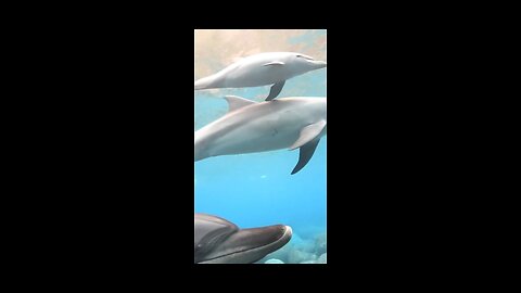 Swimming with Wild Dolphins: An Unforgettable Experience