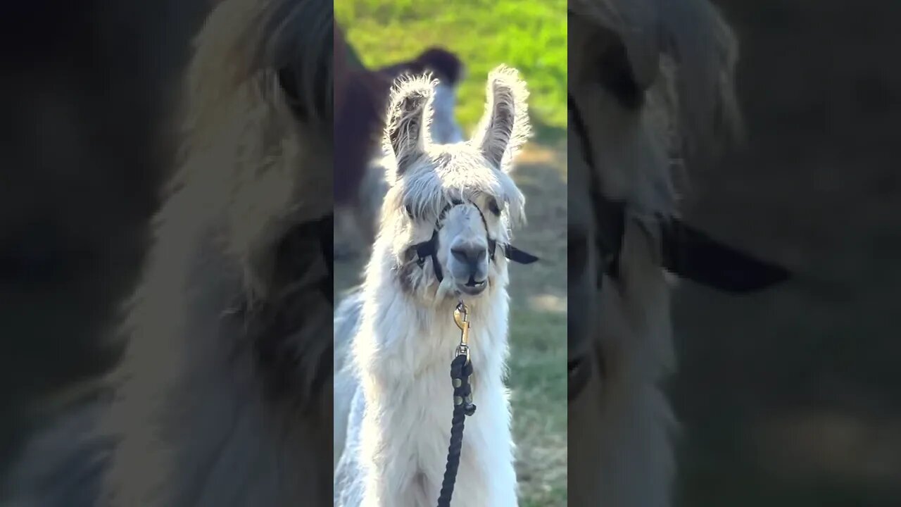 How to Show, Love and Care for Cute Adorable Llamas and 4H kid interviews