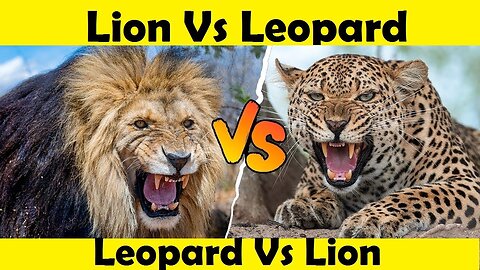 Leopard Vs Lion. Lion Attack Leopard. (Tutorial Video)