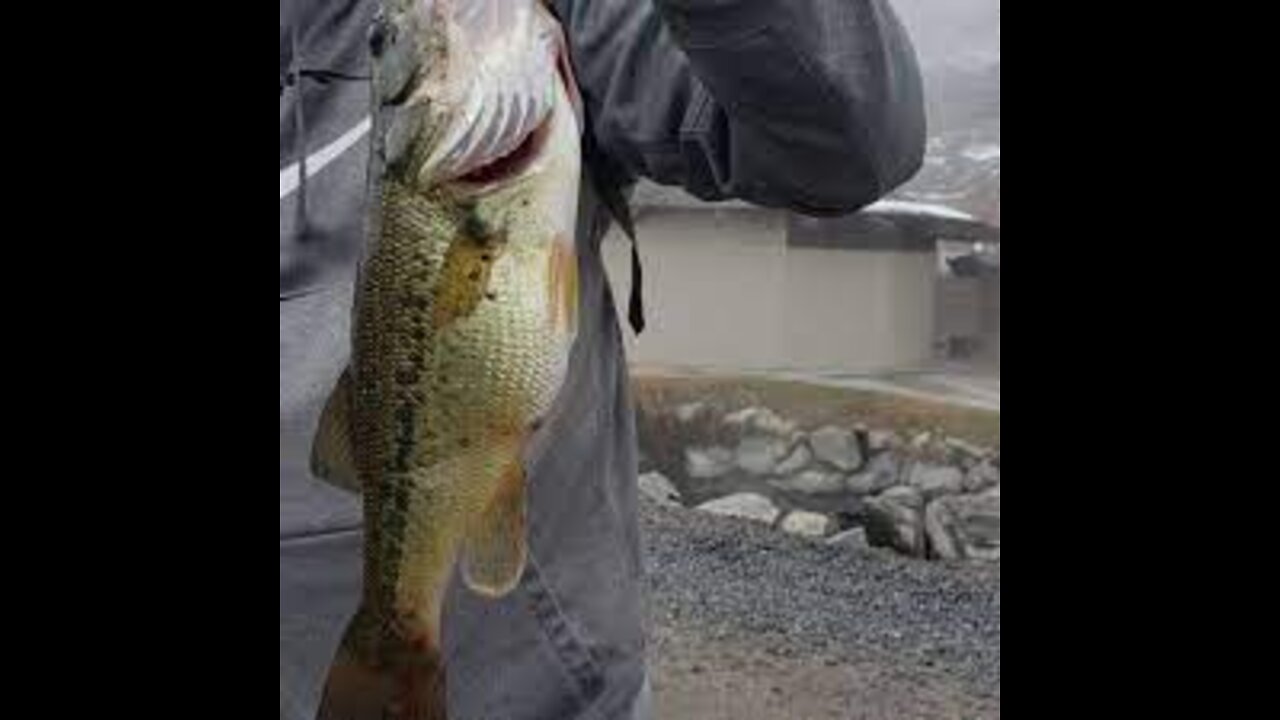 Giant bass found fishing in muddy creek- bed fishing with jigs