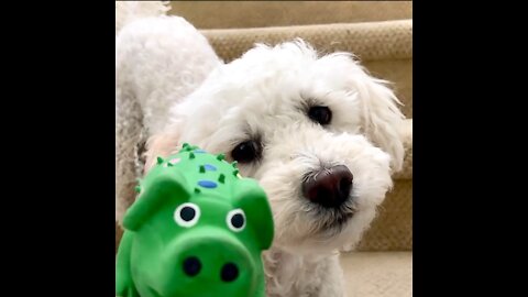 My dog play with green squeaky pig toy