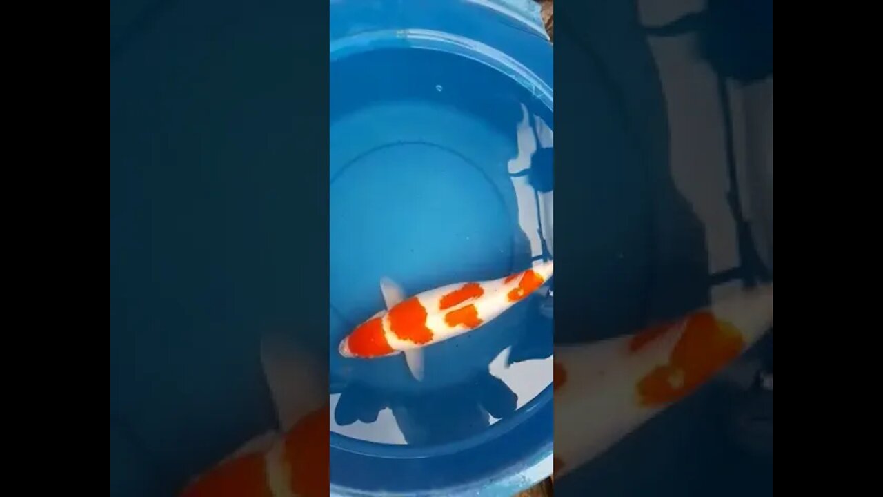 koi merah putih harga 1 juta, #ikankoi #mekarsari #mekarsarikoi