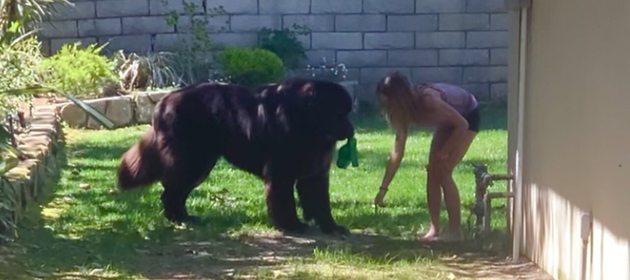 Tiny girl confidently trains her huge Newfoundland puppy