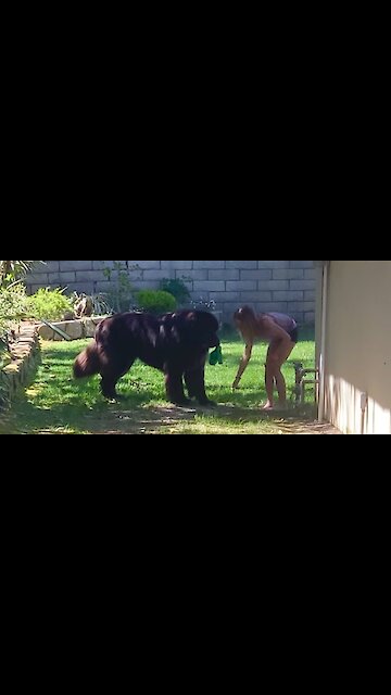 Tiny girl confidently trains her huge Newfoundland puppy