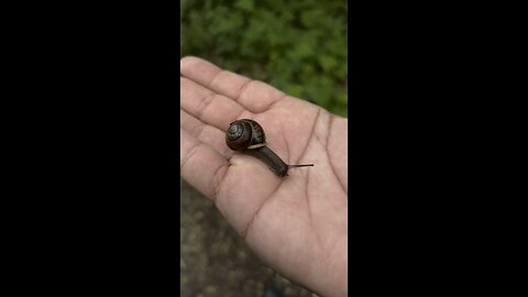 Little snail