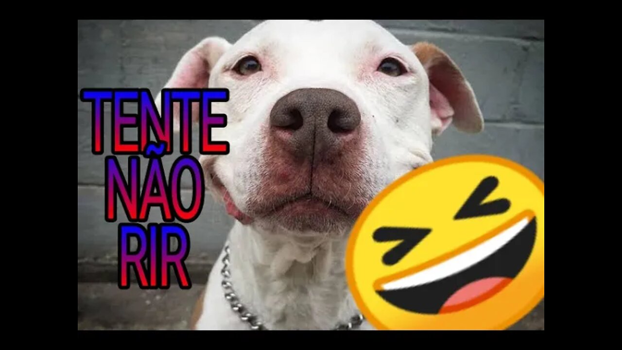 TENTE NÃO RIR - CACHORRO CAG@O 🤣 #12