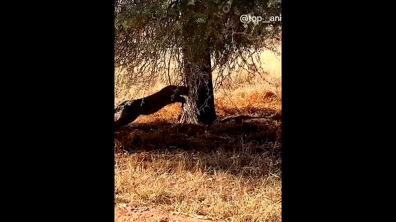 #Forest #Tiger 🏞️⛰️🌳