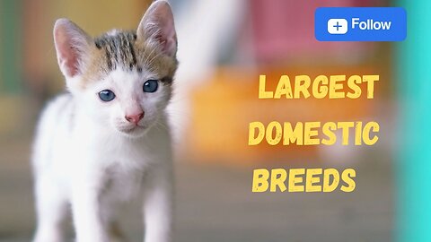 Largest cat breeds