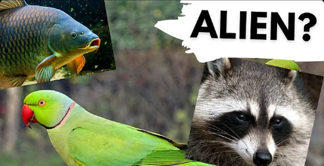 10 animals that should NOT be in the UK - Non-Native Species