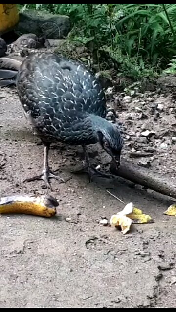 Jacu faminto devora banana em segundos! Jacuaçu, jacuguaçu, guans