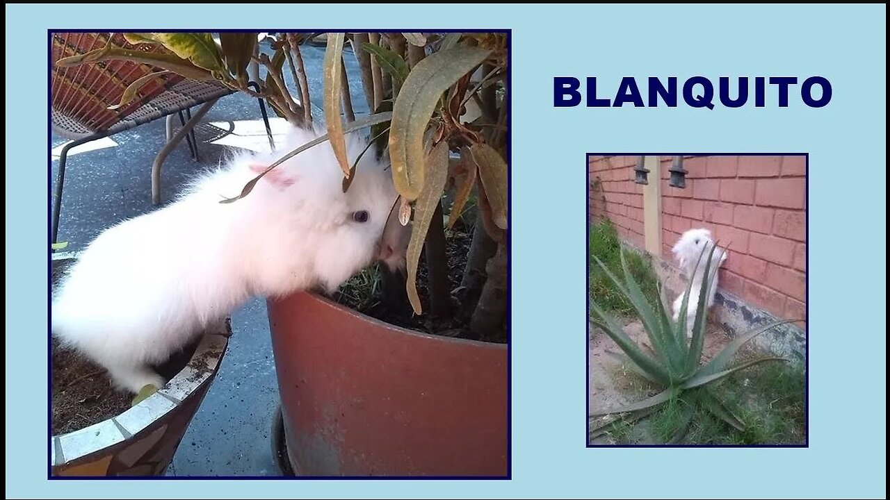 " O Coelho Blanquito " " El Conejo Blanquito "