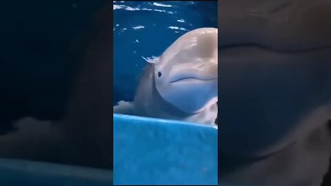 Beluga Whale's squishy head