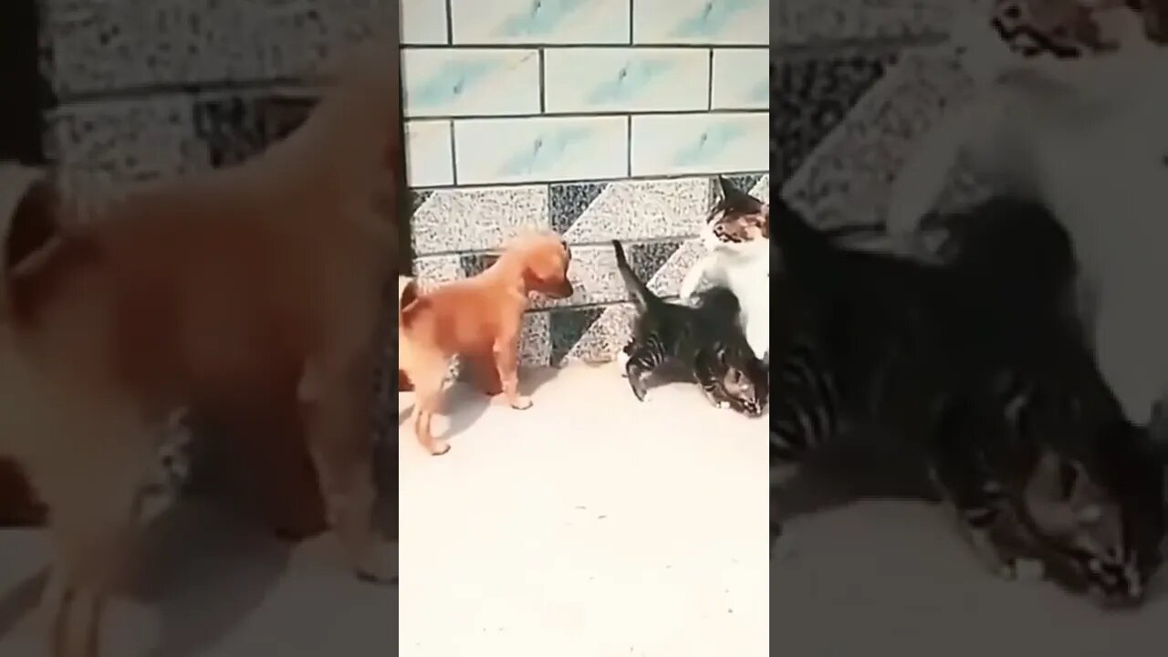 Cat Video | #cat #shorts #reels