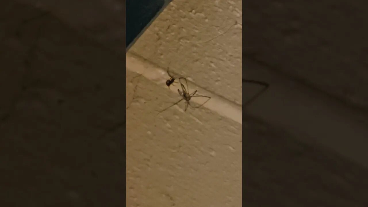 black window vs cellar spider