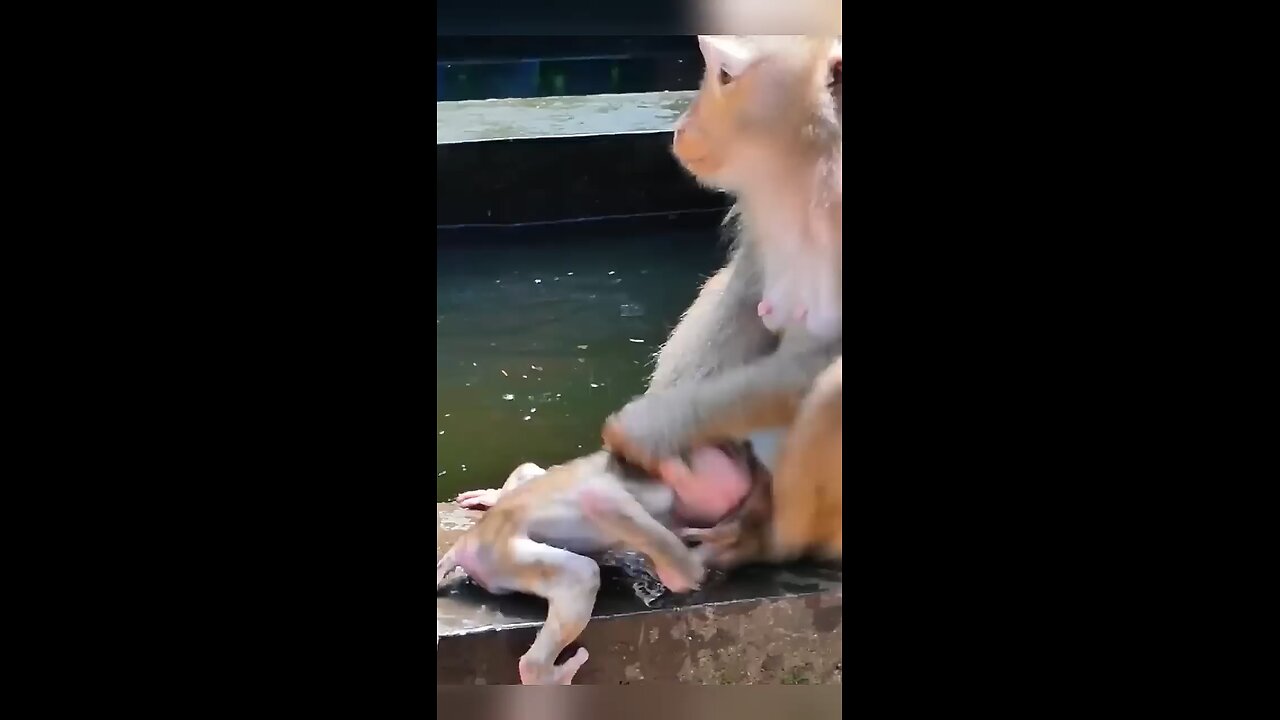 #monkey #cutebaby