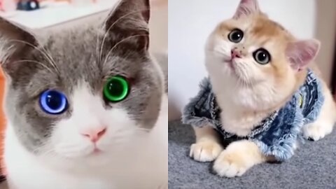 Watch These Disgruntled Cats Get the Most Unusual Beauty Treatment!