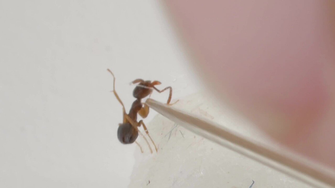 Tiny Ant Gets Leg Stuck to itself and Asks for Help-Surgery Performed