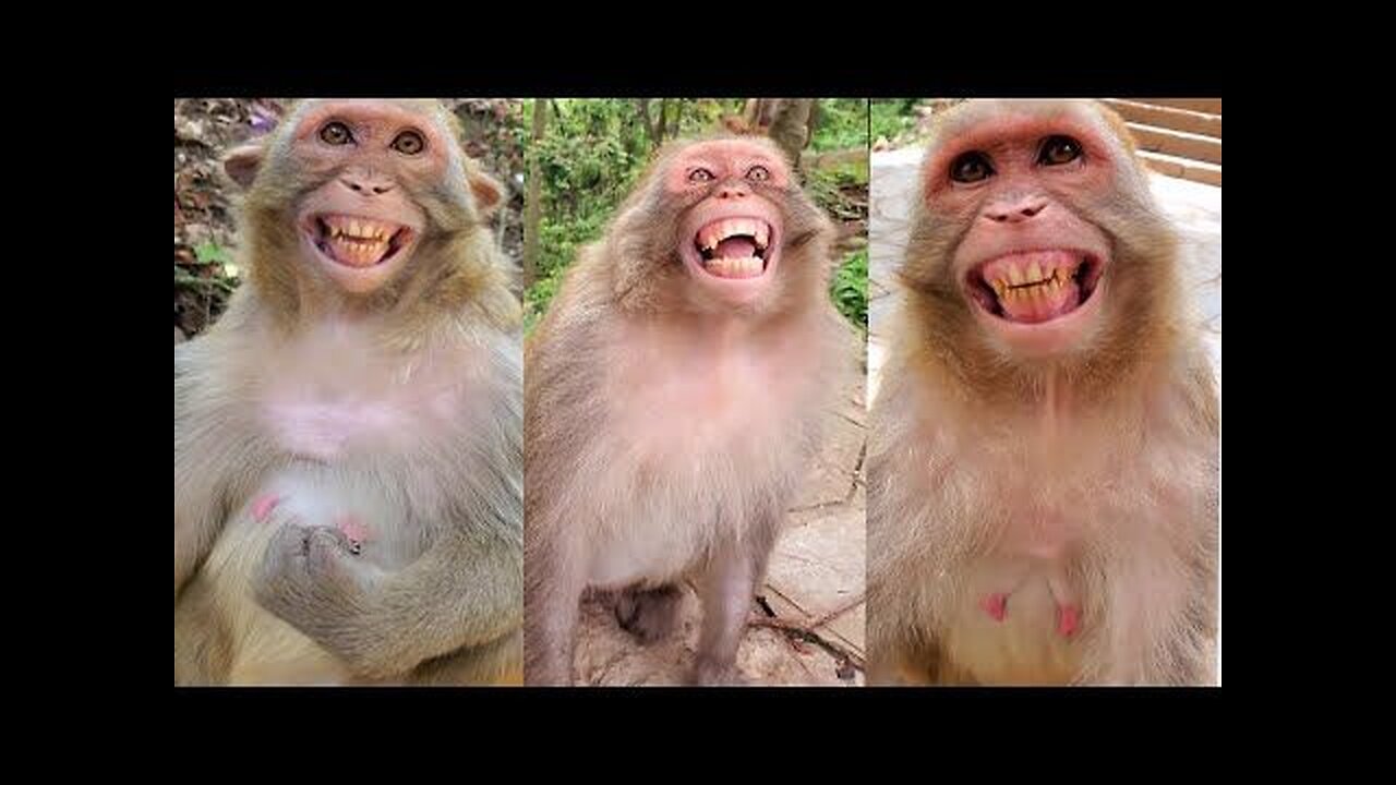 Funny monkey😄😄😄