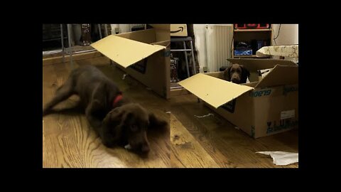 Owner Surprises His Dogs By Hiding In A Giant Box