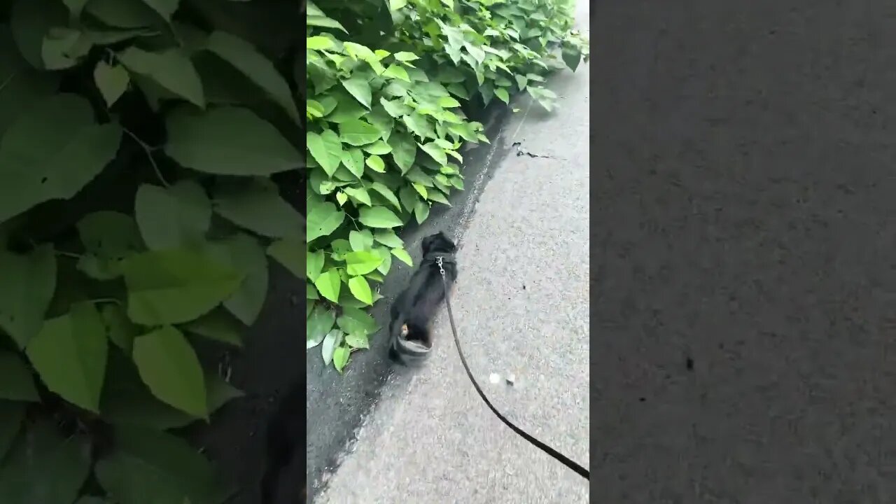 THE WALK PART 2
