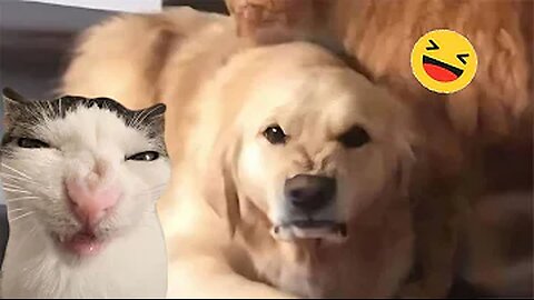 Funny animals - Funny cats / dogs - Funny animal videos 2023