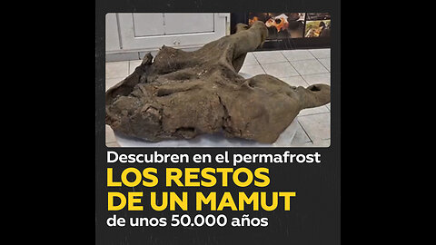 Descubren los restos de un mamut en un estado de conservación único