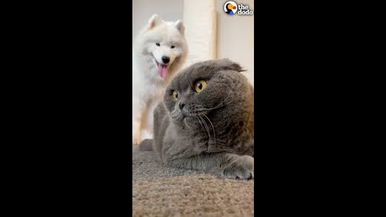 Dog Tries For Two Years To Win This Cat Over | The Dodo Odd Couples