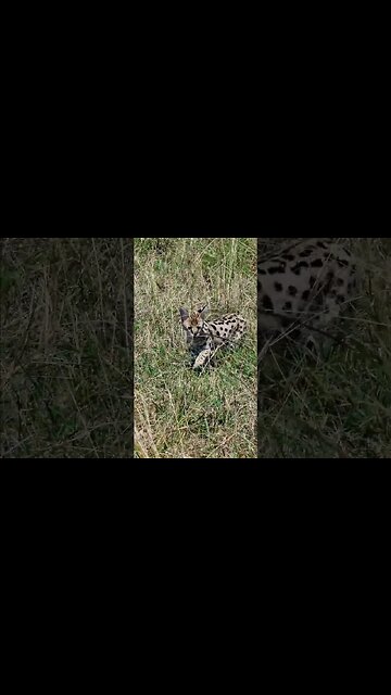 Serval!!! #Wildlife | #ShortsAfrica