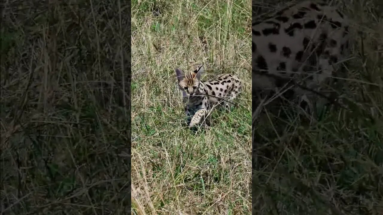 Serval!!! #Wildlife | #ShortsAfrica