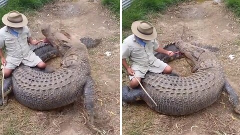 Fearless Australian man tries to ride an Saltwater crocodile