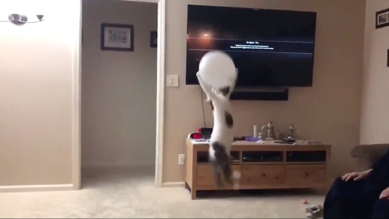 Cat Tries To Grab Ballon In Air Falls Down