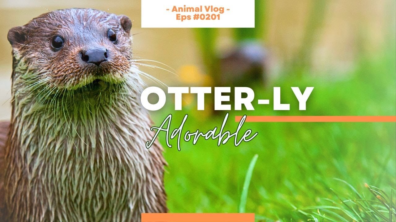 Otters Up Close 🦦🌊🌿 A Video Compilation of God's Playful Water-Loving Animals