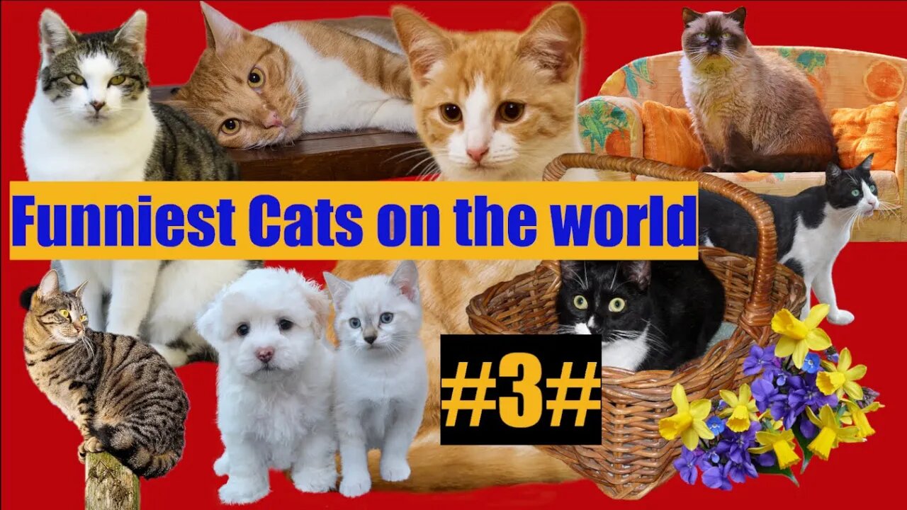 #funnycats #funnyanimals Funniest Cats on the world|funny animals| #3#