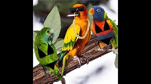 The FUNNIEST Parrots 🦜 🤣 Best Compilation 2024