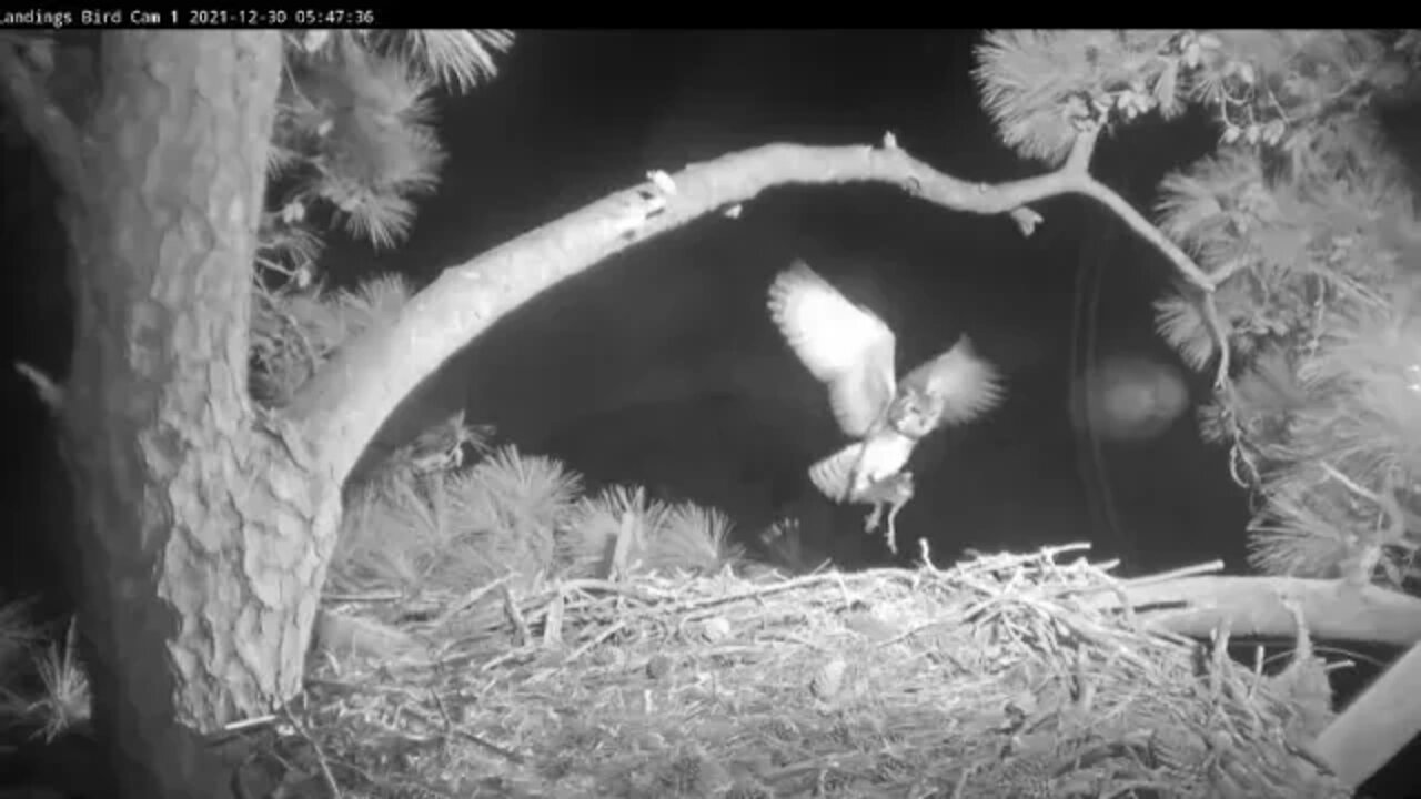 Great Horned Owl-Male Brings Breakfast (slow motion) 12/30/21 5:47