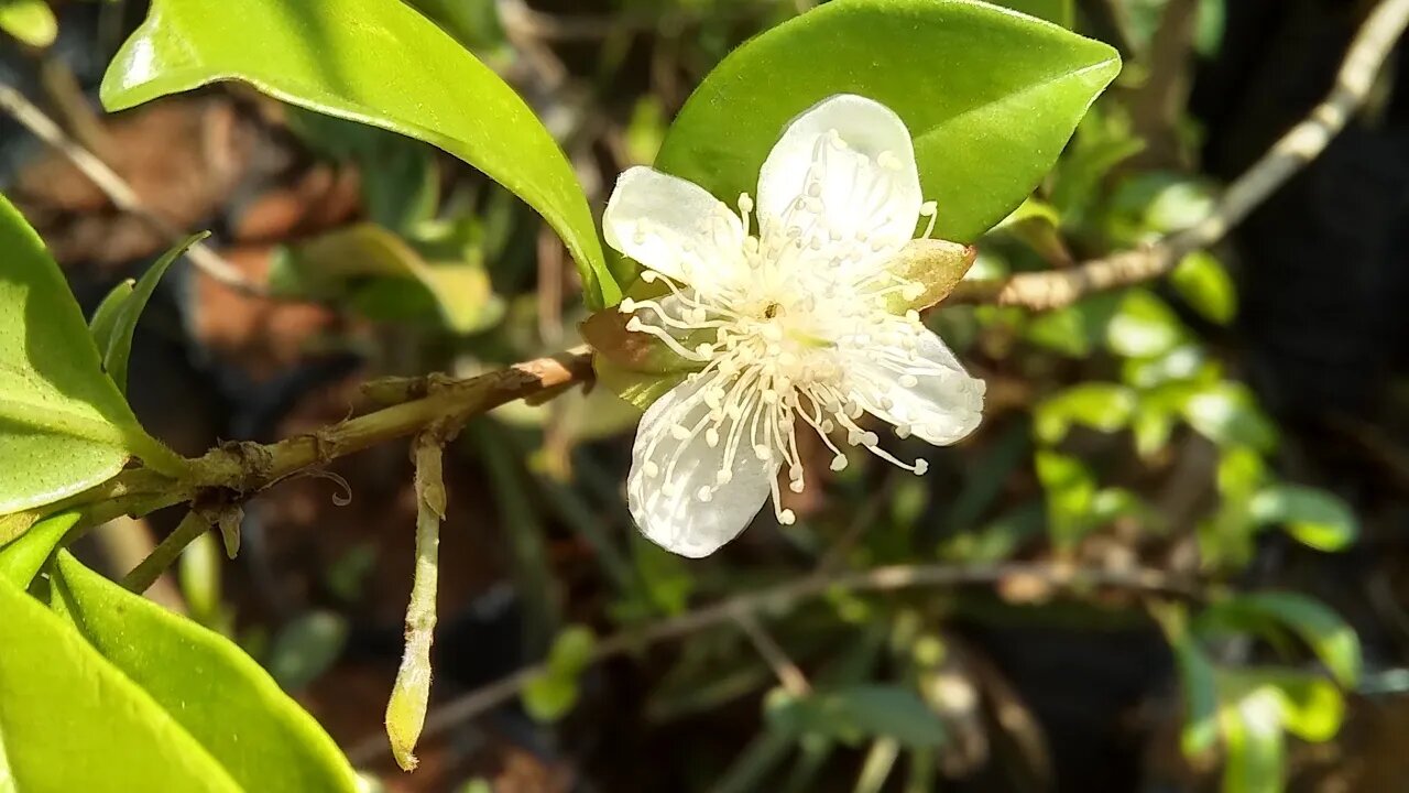 frutíferas produzindo em vaso mirtilo manga pêssego abacate cáqui caju cajá uva sapoti jabuticaba