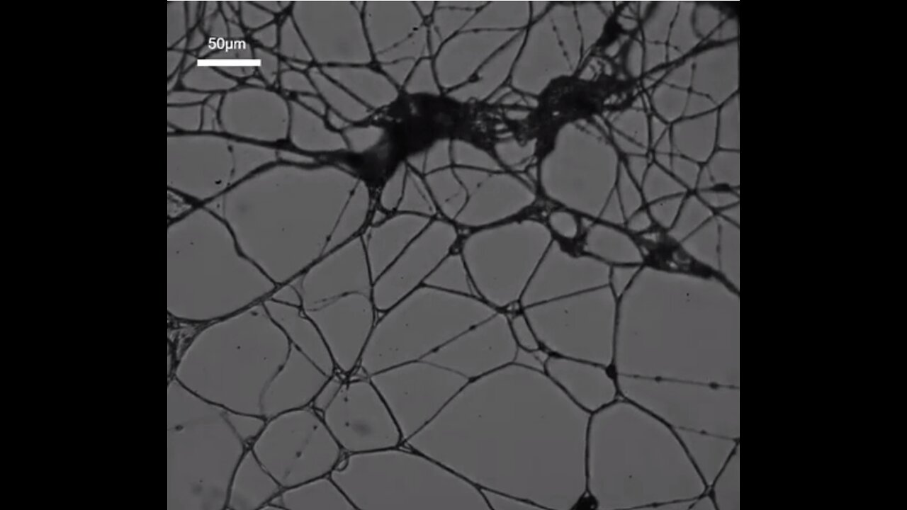 The Polymerization of Acrylic Nitrile and Carbon/Graphene Nano Dots into a Nanofiber Mesh