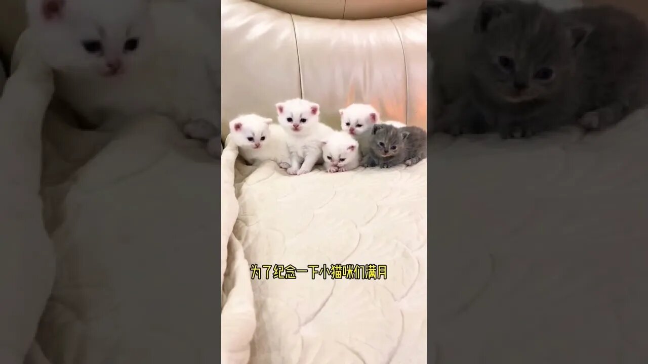 So Cutest baby Cat play ||😽😻 #shorts #shortsfeed #youtubepets_&_animals