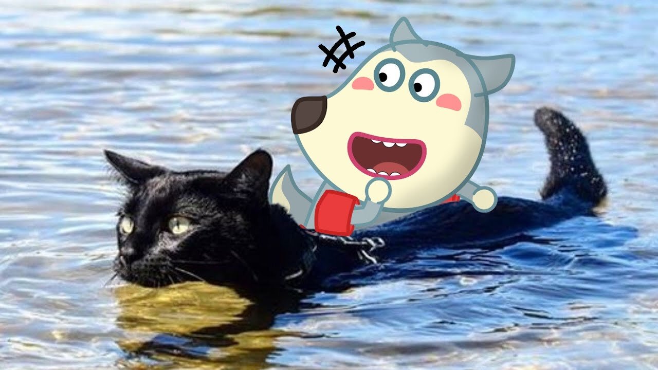 Cats Hate Water Wolfoo In Real Life !! Funniest Cats And Dogs Videos