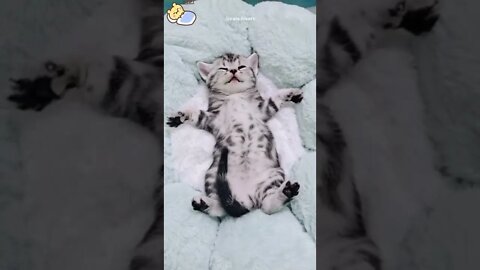 funny cat videos | cute cat videos| cute animals funny cats #shorts #shortsfunny #cutecat #funnycat